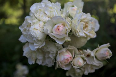 Beyaz güllerin dalları, yakından görülüyor.