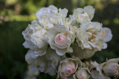 Beyaz güllerin dalları, yakından görülüyor.