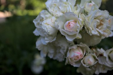 Beyaz güllerin dalları, yakından görülüyor.