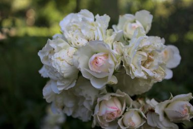 Beyaz güllerin dalları, yakından görülüyor.