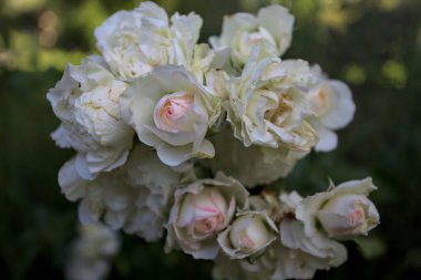 Beyaz güllerin dalları, yakından görülüyor.