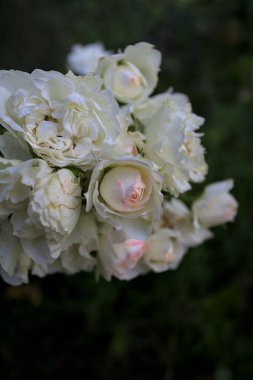 Beyaz güllerin dalları, yakından görülüyor.