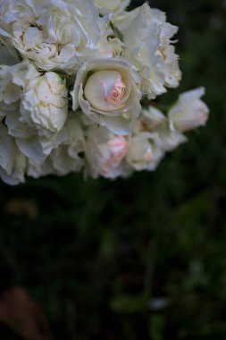 Beyaz güllerin dalları, yakından görülüyor.