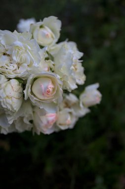 Beyaz güllerin dalları, yakından görülüyor.