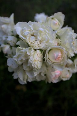 Beyaz güllerin dalları, yakından görülüyor.