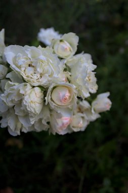 Beyaz güllerin dalları, yakından görülüyor.