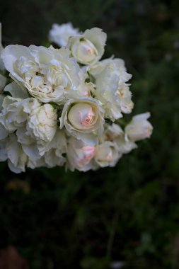 Beyaz güllerin dalları, yakından görülüyor.