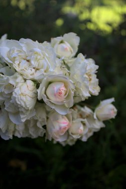 Beyaz güllerin dalları, yakından görülüyor.