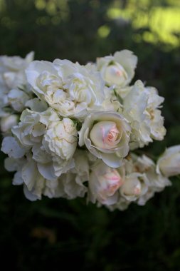 Beyaz güllerin dalları, yakından görülüyor.