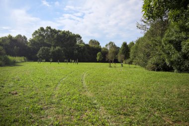 Uzakta büyüyen ağaçlarla dolu bir tarla güneşli bir günde bir ormanla çevrili.