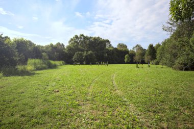 Uzakta büyüyen ağaçlarla dolu bir tarla güneşli bir günde bir ormanla çevrili.
