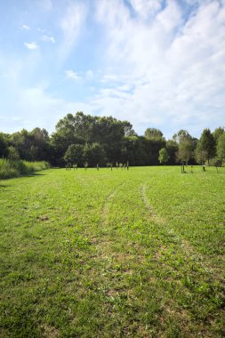 Uzakta büyüyen ağaçlarla dolu bir tarla güneşli bir günde bir ormanla çevrili.