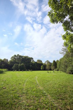 Uzakta büyüyen ağaçlarla dolu bir tarla güneşli bir günde bir ormanla çevrili.