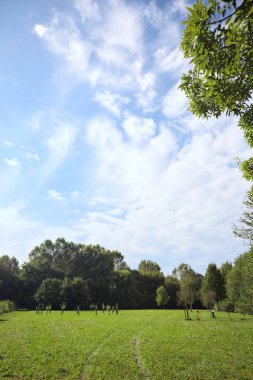 Uzakta büyüyen ağaçlarla dolu bir tarla güneşli bir günde bir ormanla çevrili.