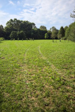 Uzakta büyüyen ağaçlarla dolu bir tarla güneşli bir günde bir ormanla çevrili.