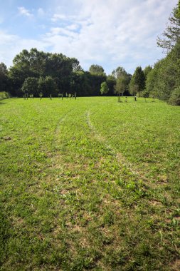 Uzakta büyüyen ağaçlarla dolu bir tarla güneşli bir günde bir ormanla çevrili.