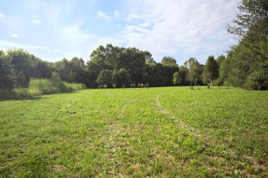 Uzakta büyüyen ağaçlarla dolu bir tarla güneşli bir günde bir ormanla çevrili.