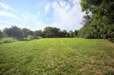 Uzakta büyüyen ağaçlarla dolu bir tarla güneşli bir günde bir ormanla çevrili.