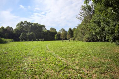 Uzakta büyüyen ağaçlarla dolu bir tarla güneşli bir günde bir ormanla çevrili.