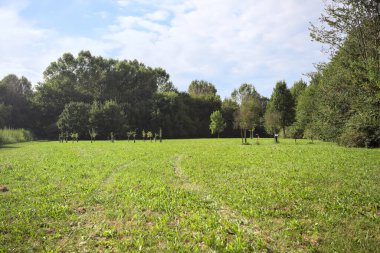 Uzakta büyüyen ağaçlarla dolu bir tarla güneşli bir günde bir ormanla çevrili.
