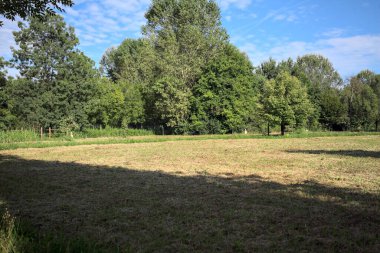 Çimlerle çevrili çakıl taşlı bir patika. Kenarında bir ağaç var. Güneşli bir günde, İtalya 'nın kırsal kesiminde bir parkın içinden geçiyor.