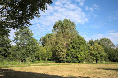 Çimlerle çevrili çakıl taşlı bir patika. Kenarında bir ağaç var. Güneşli bir günde, İtalya 'nın kırsal kesiminde bir parkın içinden geçiyor.