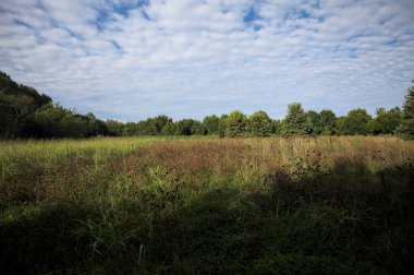 Ağaçlarla çevrili ekilmemiş çimen tarlası ve üzerinde bulutlu bir gökyüzü olan bir gölgeyle bölünmüş.