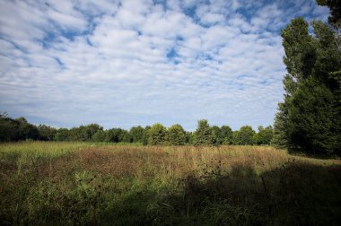 Ağaçlarla çevrili ekilmemiş çimen tarlası ve üzerinde bulutlu bir gökyüzü olan bir gölgeyle bölünmüş.