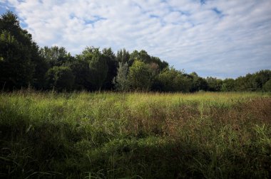 Ağaçlarla çevrili ekilmemiş çimen tarlası ve üzerinde bulutlu bir gökyüzü olan bir gölgeyle bölünmüş.