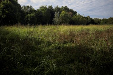 Ağaçlarla çevrili ekilmemiş çimen tarlası ve üzerinde bulutlu bir gökyüzü olan bir gölgeyle bölünmüş.