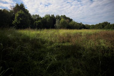 Ağaçlarla çevrili ekilmemiş çimen tarlası ve üzerinde bulutlu bir gökyüzü olan bir gölgeyle bölünmüş.