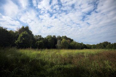 Ağaçlarla çevrili ekilmemiş çimen tarlası ve üzerinde bulutlu bir gökyüzü olan bir gölgeyle bölünmüş.