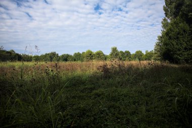 Ağaçlarla çevrili ekilmemiş çimen tarlası ve üzerinde bulutlu bir gökyüzü olan bir gölgeyle bölünmüş.