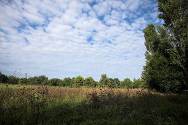 Ağaçlarla çevrili ekilmemiş çimen tarlası ve üzerinde bulutlu bir gökyüzü olan bir gölgeyle bölünmüş.
