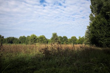 Ağaçlarla çevrili ekilmemiş çimen tarlası ve üzerinde bulutlu bir gökyüzü olan bir gölgeyle bölünmüş.