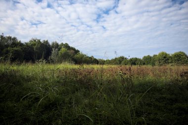 Ağaçlarla çevrili ekilmemiş çimen tarlası ve üzerinde bulutlu bir gökyüzü olan bir gölgeyle bölünmüş.