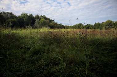Ağaçlarla çevrili ekilmemiş çimen tarlası ve üzerinde bulutlu bir gökyüzü olan bir gölgeyle bölünmüş.