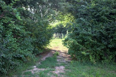 Gün ışığında ağaçların arasında kemerli bir geçit.