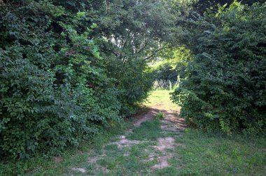 Gün ışığında ağaçların arasında kemerli bir geçit.