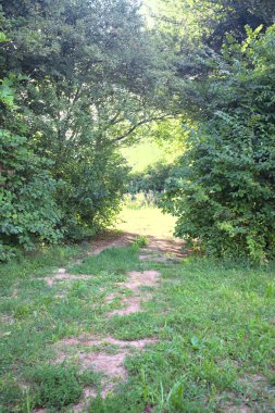 Gün ışığında ağaçların arasında kemerli bir geçit.