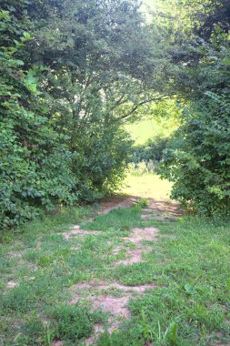 Gün ışığında ağaçların arasında kemerli bir geçit.