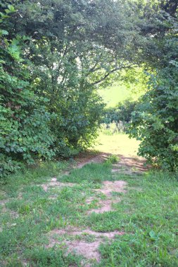 Gün ışığında ağaçların arasında kemerli bir geçit.