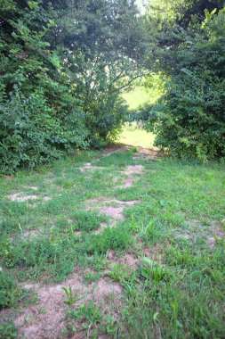 Gün ışığında ağaçların arasında kemerli bir geçit.