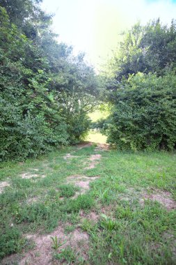 Gün ışığında ağaçların arasında kemerli bir geçit.