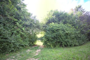 Gün ışığında ağaçların arasında kemerli bir geçit.