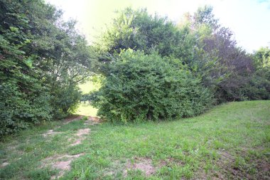 Gün ışığında ağaçların arasında kemerli bir geçit.