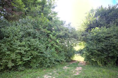 Gün ışığında ağaçların arasında kemerli bir geçit.