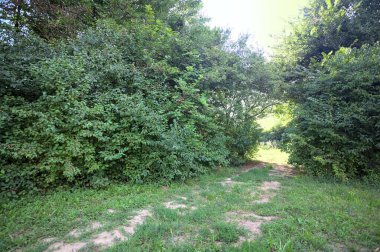 Gün ışığında ağaçların arasında kemerli bir geçit.