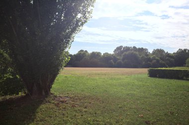 Uzakta ağaçlarla çevrili bir parkta güneşle aydınlatılmış ve kavak ağacı çerçeveli bir alanda.