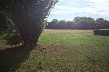 Uzakta ağaçlarla çevrili bir parkta güneşle aydınlatılmış ve kavak ağacı çerçeveli bir alanda.